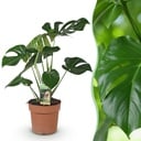 Zimmerpflanzen - Monstera Deliciosa - Fensterblatt - Pflegeleicht - Grün - 1 Pflanze - Topf 17cm - Höhe 50-55cm