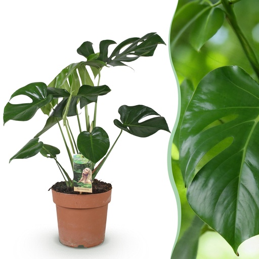 "Zimmerpflanzen - Monstera Deliciosa - Fensterblatt - Pflegeleicht - Grün - 1 Pflanze - Topf 17cm - Höhe 50-55cm image"