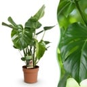 Zimmerpflanzen - Monstera Deliciosa - Fensterblatt - Wenig Pflege - Grün - 1 Pflanze - Topf 21cm - Höhe 70-80cm