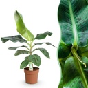 Zimmerpflanzen - Musa acuminata Dwarf Cavendisch - Bananenpflanze - Wenig Pflege - Grün - 1 Pflanze - Topf 21cm - Höhe 70-75cm