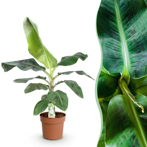 "Zimmerpflanzen - Musa acuminata Dwarf Cavendisch - Bananenpflanze - Wenig Pflege - Grün - 1 Pflanze - Topf 21cm - Höhe 70-75cm image"