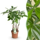 Zimmerpflanzen - Pachira Aquatica Mehrstamm - Geldbaum - Wenig Pflege - Grün - 1 Pflanze - Topf 17cm - Höhe 50-55cm