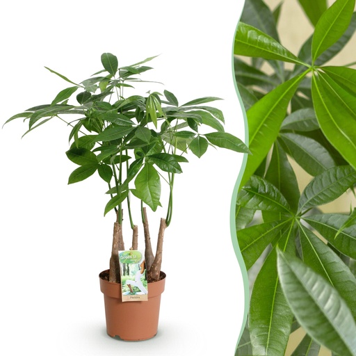 "Zimmerpflanzen - Pachira Aquatica Mehrstamm - Geldbaum - Wenig Pflege - Grün - 1 Pflanze - Topf 17cm - Höhe 50-55cm image"