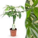 Zimmerpflanzen - Geflochtener Stamm Pachira Aquatica - Geldbaum - Wenig Pflege - Grün - 1 Pflanze - Topf 17cm - Höhe 60-70cm