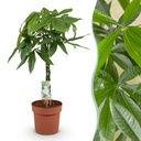 Zimmerpflanzen - Geflochtener Stamm Pachira Aquatica - Geldbaum - Wenig Pflege - Grün - 1 Pflanze - Topf 21cm - Höhe 80-90cm