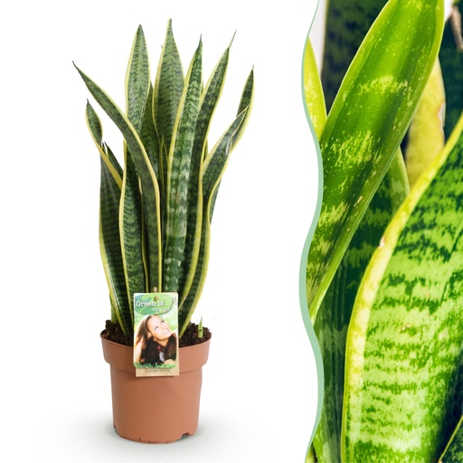 "Zimmerpflanzen - Sansevieria Laurentii - Schwiegermutterzunge - Wenig Pflege - Grün - Gelb - 1 Pflanze - Topf 17cm - Höhe 60-70cm image"