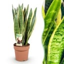 Zimmerpflanzen - Sansevieria Laurentii - Schwiegermutterzunge - Wenig Pflege - Grün - Gelb - 1 Pflanze - Topf 21cm - Höhe 70-80cm