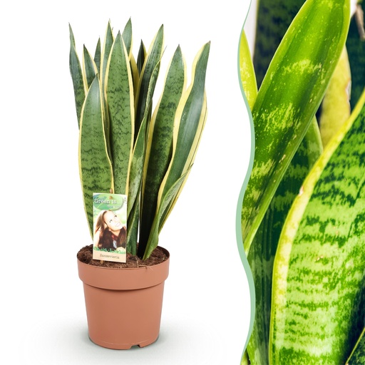 "Zimmerpflanzen - Sansevieria Laurentii - Schwiegermutterzunge - Wenig Pflege - Grün - Gelb - 1 Pflanze - Topf 21cm - Höhe 70-80cm image"