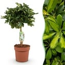 Zimmerpflanzen - Schefflera Gold Capelle - Fingerbaum - Wenig Pflege - Grün - Gold - 1 Pflanze - Topf 21cm - Höhe 70-81cm