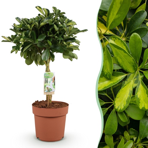 "Zimmerpflanzen - Schefflera Gold Capelle - Fingerbaum - Wenig Pflege - Grün - Gold - 1 Pflanze - Topf 21cm - Höhe 70-81cm image"