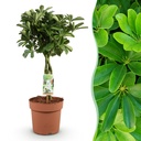 Zimmerpflanzen - Schefflera Nora - Fingerbaum - Wenig Pflege - Grün - 1 Pflanze - Topf 21cm - Höhe 70-82cm