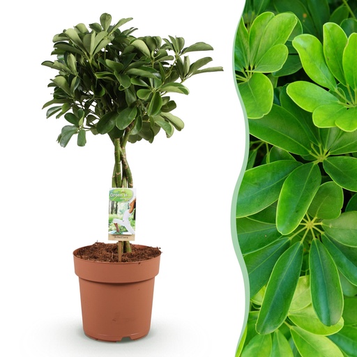 "Zimmerpflanzen - Schefflera Nora - Fingerbaum - Wenig Pflege - Grün - 1 Pflanze - Topf 21cm - Höhe 70-82cm image"