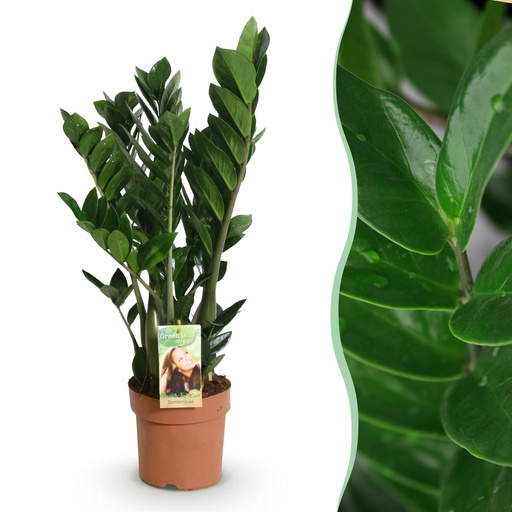 "Zimmerpflanzen - Zamioculcas - ZZ-Pflanze - Wenig Pflege - Grün - 1 Pflanze - Topf 17cm - Höhe 65-75cm image"