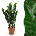 Zimmerpflanzen - Zamioculcas - ZZ-Pflanze - Wenig Pflege - Grün - 1 Pflanze - Topf 21cm - Höhe 80-90cm