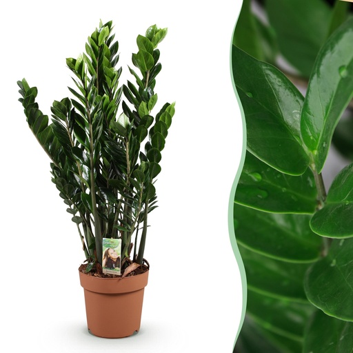 "Zimmerpflanzen - Zamioculcas - ZZ-Pflanze - Wenig Pflege - Grün - 1 Pflanze - Topf 21cm - Höhe 80-90cm image"