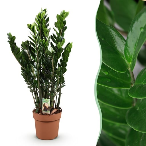 "Zimmerpflanzen - Zamioculcas - ZZ-Pflanze - Wenig Pflege - Grün - 1 Pflanze - Topf 21cm - Höhe 80-90cm image"