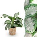 Zimmerpflanzen - Aglaonema Silver Bay - Silberblatt - Pflegeleicht - mit Korb - Silber - 1 Pflanze - Topf 17cm - Höhe 70-75cm