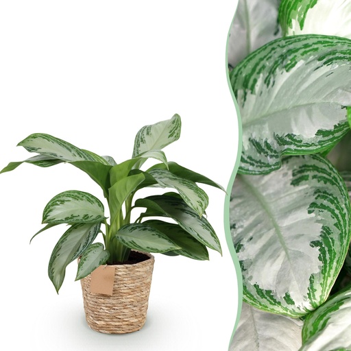 "Zimmerpflanzen - Aglaonema Silver Bay - Silberblatt - Pflegeleicht - mit Korb - Silber - 1 Pflanze - Topf 17cm - Höhe 70-75cm image"