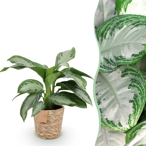 "Kolbenfaden 'Silver Bay' (Aglaonema) – pflegeleichte Zimmerpflanze, im Dekokorb, Topf-Ø 17 cm, Höhe ca. 70–75 cm image"