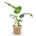 Zimmerpflanzen - Alocasia Cucullata - Buddhas Hand - Wenig Pflege - mit Korb - Grün - 1 Pflanze - Topf 17cm - Höhe 60-65cm