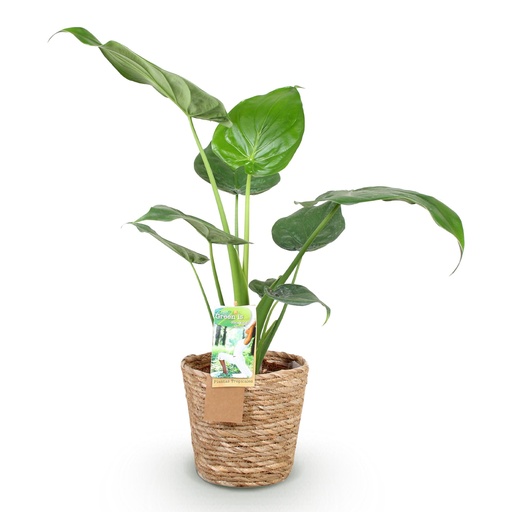 "Zimmerpflanzen - Alocasia Cucullata - Buddhas Hand - Wenig Pflege - mit Korb - Grün - 1 Pflanze - Topf 17cm - Höhe 60-65cm image"