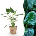 Zimmerpflanzen - Alocasia Cucullata - Buddha-Hand - Wenig Pflege - mit Korb - Grün - 1 Pflanze - Topf 21cm - Höhe 65-70cm