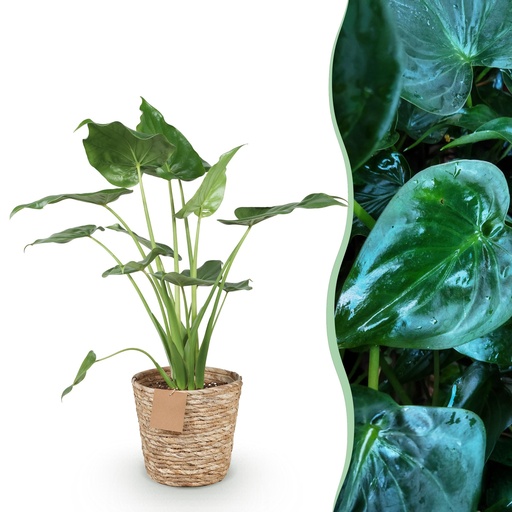 "Zimmerpflanzen - Alocasia Cucullata - Buddha-Hand - Wenig Pflege - mit Korb - Grün - 1 Pflanze - Topf 21cm - Höhe 65-70cm image"