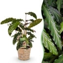 Zimmerpflanzen - Calathea Rufibarba - Pfauenpflanze - Wenig Pflege - mit Korb - Grün - 1 Pflanze - Topf 17cm - Höhe 55-60cm