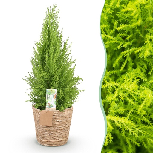 "Zimmerpflanzen - Cupressus Gold Crest Wilma - Zimmerkonifere - Wenig Pflege - mit Korb - Grün - 1 Pflanze - Topf 21cm - Höhe 85-95cm image"