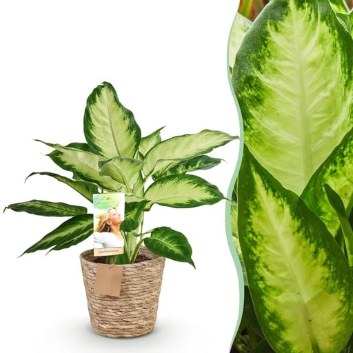 "Zimmerpflanzen - Diefenbachia Camilla - Dieffenbachia - Wenig Pflege - mit Korb - Bunt - 1 Pflanze - Topf 17cm - Höhe 45-50cm image"