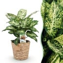 Zimmerpflanzen - Diefenbachia Compacta - Dieffenbachia - Wenig Pflege - mit Korb - Bunt - 1 Pflanze - Topf 17cm - Höhe 45-50cm
