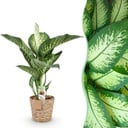 Zimmerpflanzen - Diefenbachia Tropic Snow - Dieffenbachia - Wenig Pflege - mit Korb - Bunt - 1 Pflanze - Topf 21cm - Höhe 90-100cm