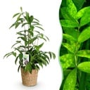 Zimmerpflanzen - Dracaena surculosa - Drachenbaum - Wenig Pflege - mit Korb - Grün - 1 Pflanze - Topf 17cm - Höhe 60-70cm