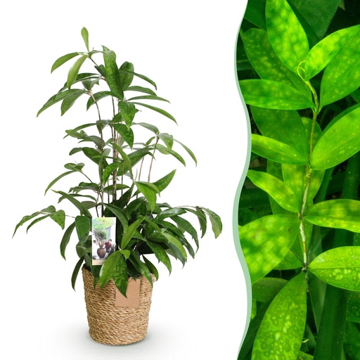 "Zimmerpflanzen - Dracaena surculosa - Drachenbaum - Wenig Pflege - mit Korb - Grün - 1 Pflanze - Topf 17cm - Höhe 60-70cm image"