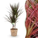Zimmerpflanzen - Dracaena Magenta - Drachenbaum - Wenig Pflege - mit Korb - Rot - 1 Pflanze - Topf 17cm - Höhe 70-80cm