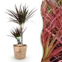 Zimmerpflanzen - Dracaena Magenta - Drachenblutbaum - Wenig Pflege - mit Korb - Rot - 1 Pflanze - Topf 21cm - Höhe 90-100cm