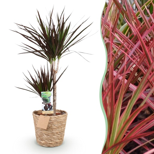 "Zimmerpflanzen - Dracaena Magenta - Drachenblutbaum - Wenig Pflege - mit Korb - Rot - 1 Pflanze - Topf 21cm - Höhe 90-100cm image"