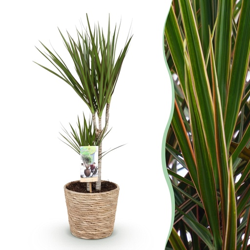 "Zimmerpflanzen - Dracaena Marginata - Drachenbaum - Wenig Pflege - mit Korb - Grün - 1 Pflanze - Topf 17cm - Höhe 70-80cm image"