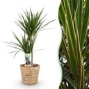Zimmerpflanzen - Dracaena Marginata - Drachenblutbaum - Geringer Pflegeaufwand - mit Korb - Grün - 1 Pflanze - Topf 21cm - Höhe 90-100cm