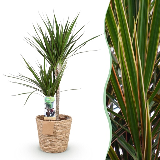 "Zimmerpflanzen - Dracaena Marginata - Drachenblutbaum - Geringer Pflegeaufwand - mit Korb - Grün - 1 Pflanze - Topf 21cm - Höhe 90-100cm image"