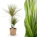 Zimmerpflanzen - Dracaena Marginata Bicolor - Drachenbaum - Pflegeleicht - mit Korb - Grün - Braun - 1 Pflanze - Topf 17cm - Höhe 70-75cm