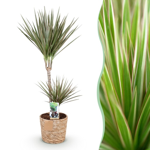 "Zimmerpflanzen - Dracaena Marginata Bicolor - Drachenbaum - Pflegeleicht - mit Korb - Grün - Braun - 1 Pflanze - Topf 21cm - Höhe 90-100cm image"