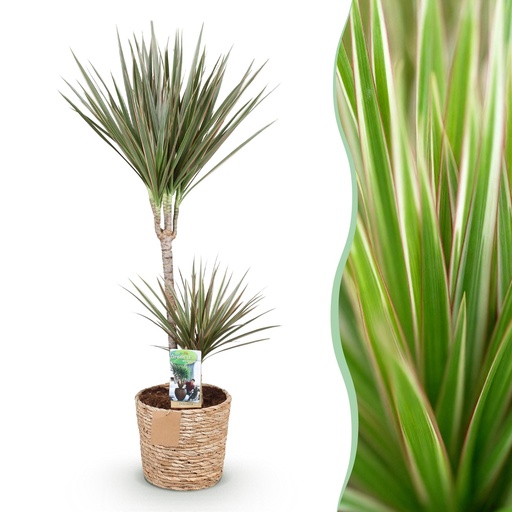 "Drachenbaum 'Bicolor' (Dracaena marginata) – pflegeleichte Zimmerpflanze, im Dekokorb, Topf-Ø 21 cm, Höhe ca. 90–100 cm image"