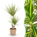 Zimmerpflanzen - Dracaena Sunray - Drachenbaum - Wenig Pflege - mit Korb - Grün - Gelb - 1 Pflanze - Topf 17cm - Höhe 70-75cm