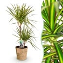 Zimmerpflanzen - Dracaena Sunray - Drachenbaum - Wenig Pflege - mit Korb - Grün - Gelb - 1 Pflanze - Topf 21cm - Höhe 90-100cm