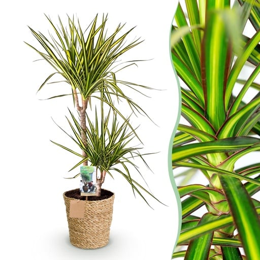 "Zimmerpflanzen - Dracaena Sunray - Drachenbaum - Wenig Pflege - mit Korb - Grün - Gelb - 1 Pflanze - Topf 21cm - Höhe 90-100cm image"