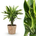 Zimmerpflanzen - Dracaena fragrans Golden Coast - Drachenbaum - Wenig Pflege - mit Korb - Bunt - 1 Pflanze - Topf 17cm - Höhe 50-55cm