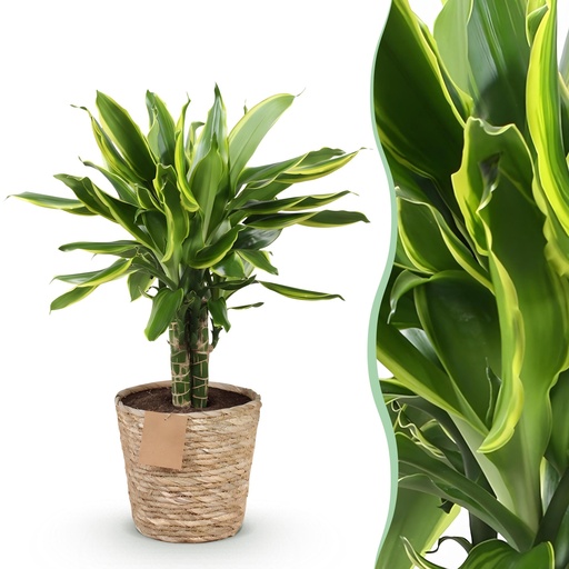 "Zimmerpflanzen - Dracaena fragrans Golden Coast - Drachenbaum - Wenig Pflege - mit Korb - Bunt - 1 Pflanze - Topf 17cm - Höhe 50-55cm image"