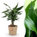 Zimmerpflanzen - Dracaena fragrans Steudneri - Drachenblutbaum - Wenig Pflege - mit Korb - Grün - 1 Pflanze - Topf 17cm - Höhe 50-55cm