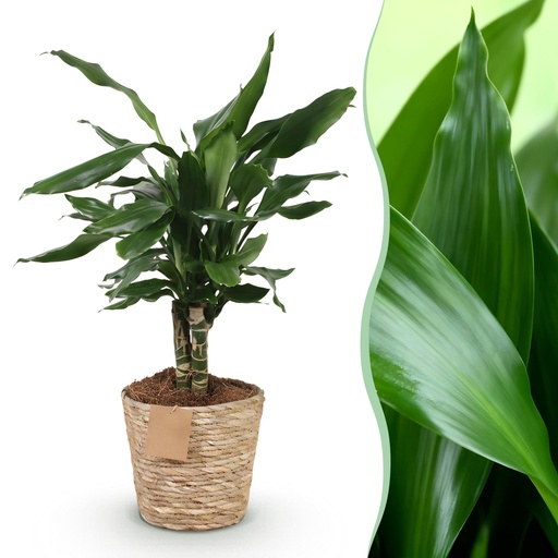 "Zimmerpflanzen - Dracaena fragrans Steudneri - Drachenblutbaum - Wenig Pflege - mit Korb - Grün - 1 Pflanze - Topf 17cm - Höhe 50-55cm image"